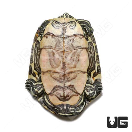 Baby Mexican Ornate Slider Turtles For Sale - Underground Reptiles