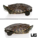 Male Adult Mexican Ornate Slider Turtle (Trachemys venusta venusta) For Sale - Underground Reptiles