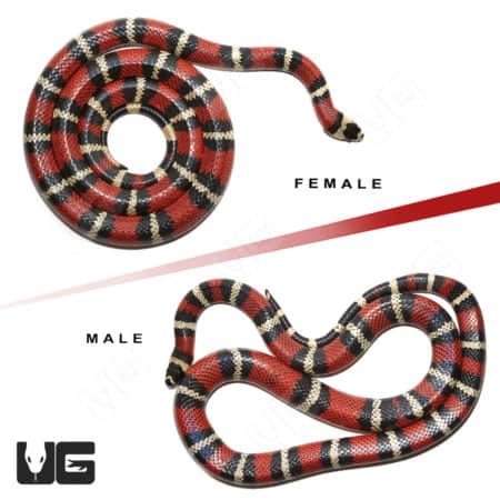 Adult Stuart Milksnake pair with striking red, black, and white patterning. Perfect for reptile enth.