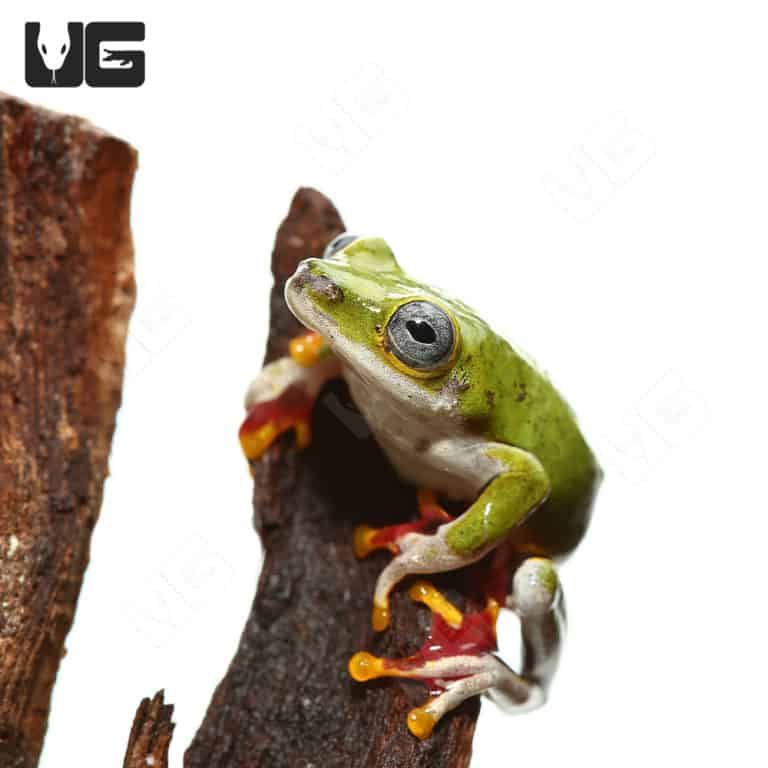 Other Frogs For Sale - Underground Reptiles