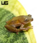 African Reed Frogs (Hyperolius Sp) For Sale - Underground Reptiles