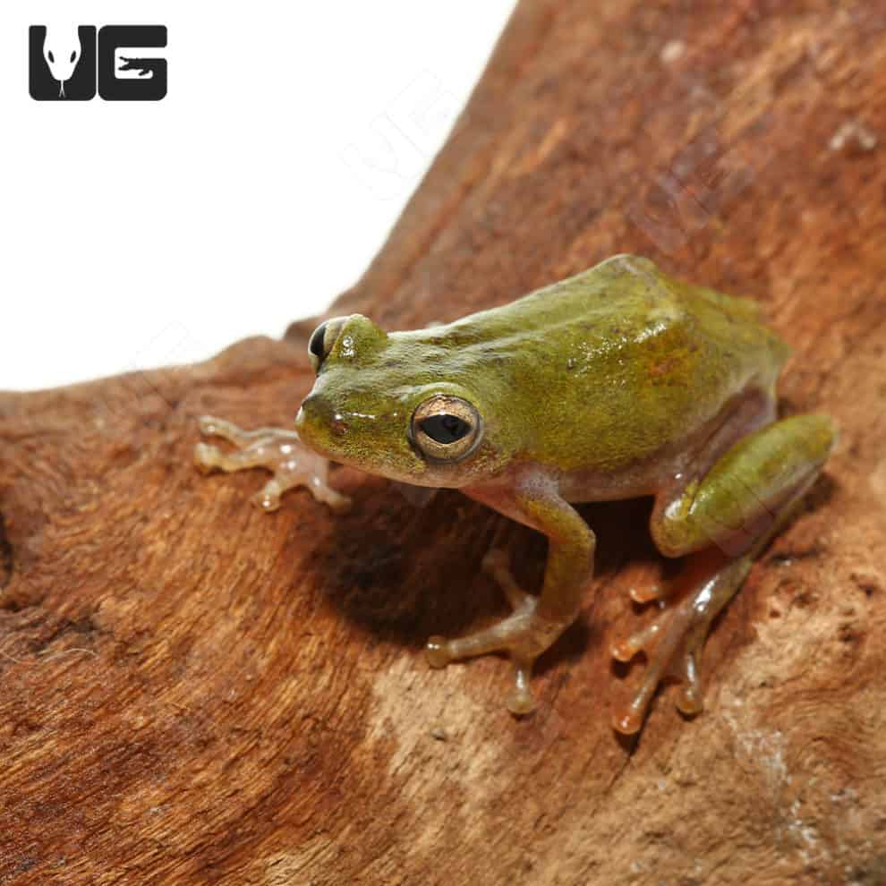 Other Frogs For Sale - Underground Reptiles