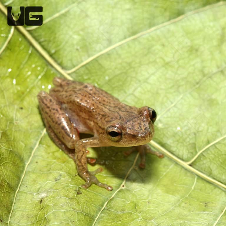 Reed Frogs For Sale - Underground Reptiles