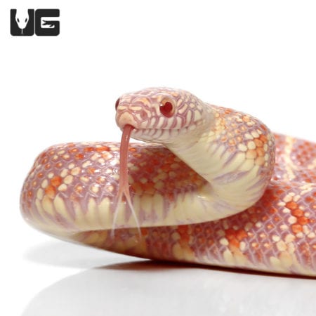 Albino Het Lavender Peanut Butter Poss Het Mosaic Axanthic Florida Kingsnake (Lampropeltis getula) For Sale - Underground Reptiles