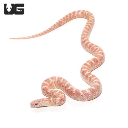 Albino Het Lavender Peanut Butter Poss Het Mosaic Axanthic Florida Kingsnake (Lampropeltis getula) For Sale - Underground Reptiles