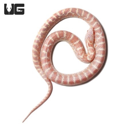 Albino Het Lavender Peanut Butter Poss Het Mosaic Axanthic Florida Kingsnake (Lampropeltis getula) For Sale - Underground Reptiles