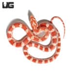 Baby Amel Het Palmetto Cornsnake (Pantherophis guttatus) For Snakes - Underground Reptiles