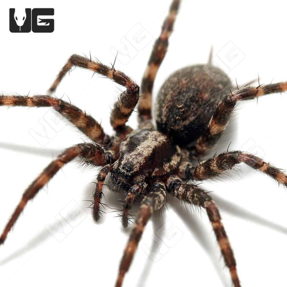 Farrow Orb Weaver Spider for sale Underground Reptiles