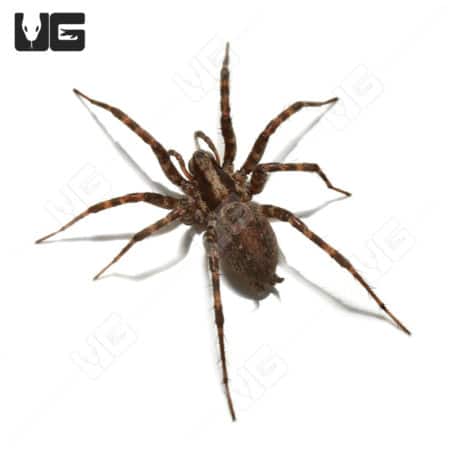 Arizona Funnel Weaver (Ageleninae Sp. Arizona )