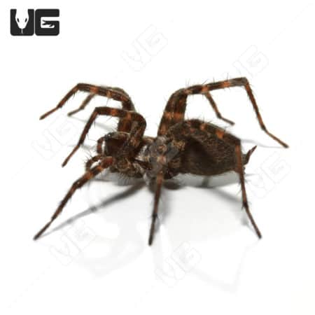 Arizona Funnel Weaver (Ageleninae Sp. Arizona )