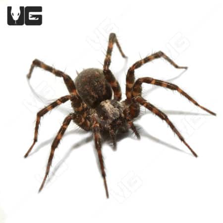 Arizona Funnel Weaver (Ageleninae Sp. Arizona )