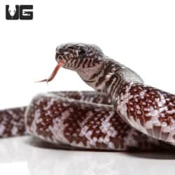 Baby Axanthic Florida Kingsnake (Lampropeltis getula) For Sale - Underground Reptiles