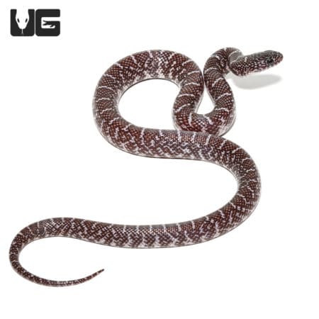 Baby Axanthic Florida Kingsnake (Lampropeltis getula) For Sale - Underground Reptiles