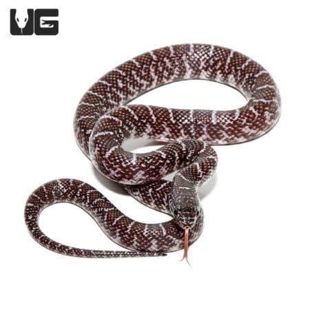 Baby Axanthic Florida Kingsnake (Lampropeltis getula) For Sale - Underground Reptiles