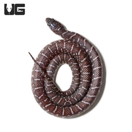 Baby Axanthic Florida Kingsnake (Lampropeltis getula) For Sale - Underground Reptiles