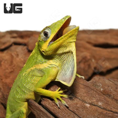 Baby Cuban Knight Anoles (Anolis equestris) For Sale - Underground Reptiles