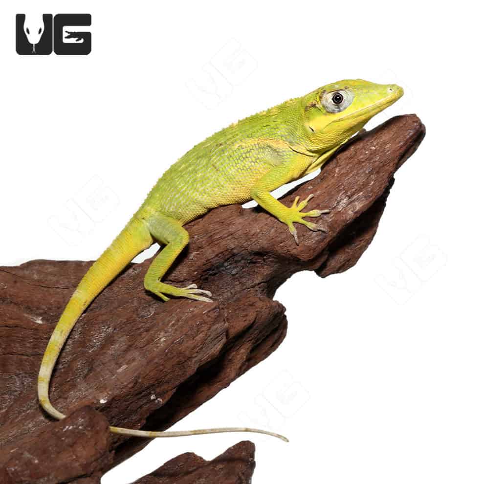 Baby Cuban Knight Anoles For Sale Underground Reptiles
