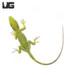 Baby Cuban Knight Anoles (Anolis equestris) For Sale - Underground Reptiles