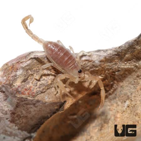 Dune Scorpions (Smeringurus mesaensis) For Sale - Underground Reptiles