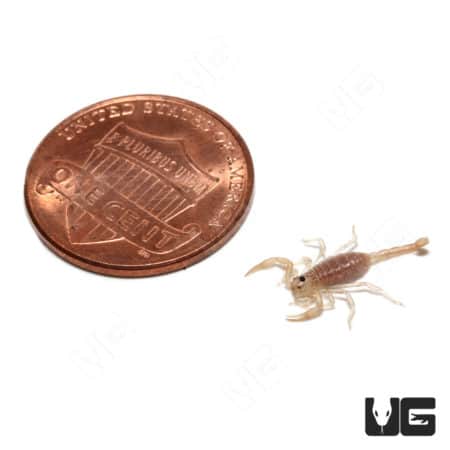 Dune Scorpions (Smeringurus mesaensis) For Sale - Underground Reptiles