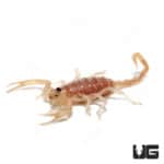 Dune Scorpions (Smeringurus mesaensis) For Sale - Underground Reptiles