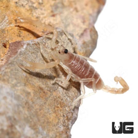 Dune Scorpions (Smeringurus mesaensis) For Sale - Underground Reptiles