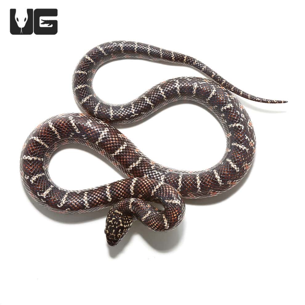 Baby Florida Kingsnakes For Sale Underground Reptiles