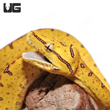 Baby Jayapura Green Tree Python (Morelia viridis) For Sale ...
