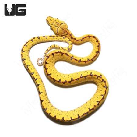 Baby Jayapura Green Tree Python (Morelia viridis) For Sale - Underground Reptiles