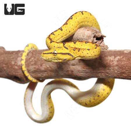 Baby Jayapura Green Tree Python (Morelia viridis) For Sale - Underground Reptiles