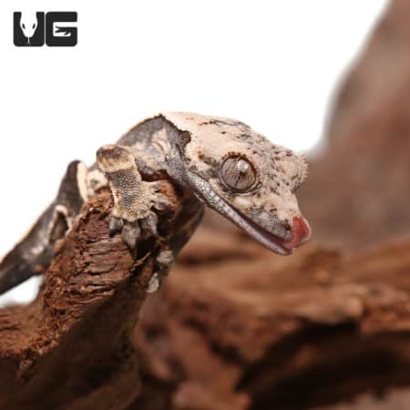 Baby Mocha Bold Pinstripe Crested Gecko (Correlophus ciliatus) For Sale - Underground Reptiles