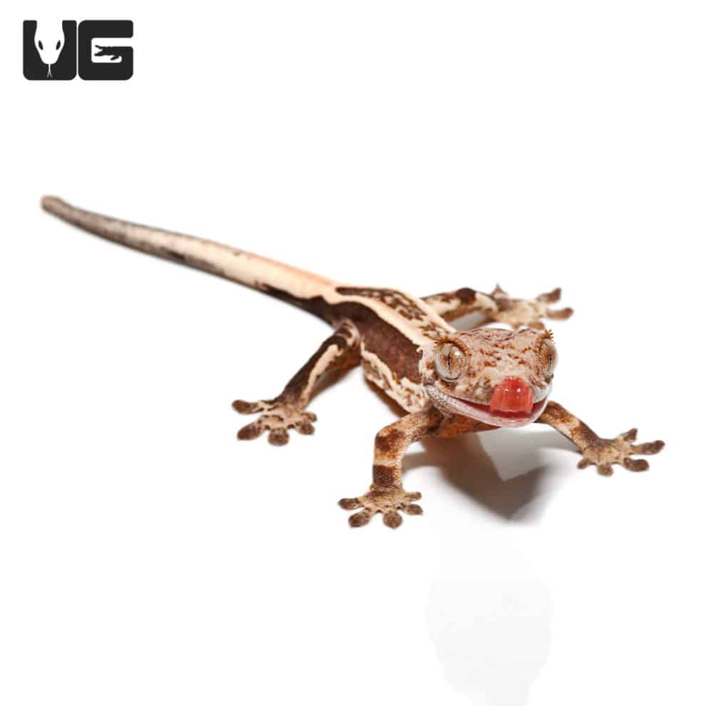 Baby Empty Back Partial Pinstripe Harlequin Crested Gecko For Sale