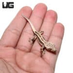 Baby Mocha Bold Pinstripe Crested Gecko (Correlophus ciliatus) For Sale - Underground Reptiles