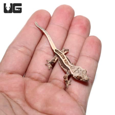 Baby Mocha Bold Pinstripe Crested Gecko (Correlophus ciliatus) For Sale - Underground Reptiles