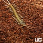 Solomon Island Giant Black Centipede (Ethmostigmus Rubripes Platycephalus) for sale - Underground Reptiles