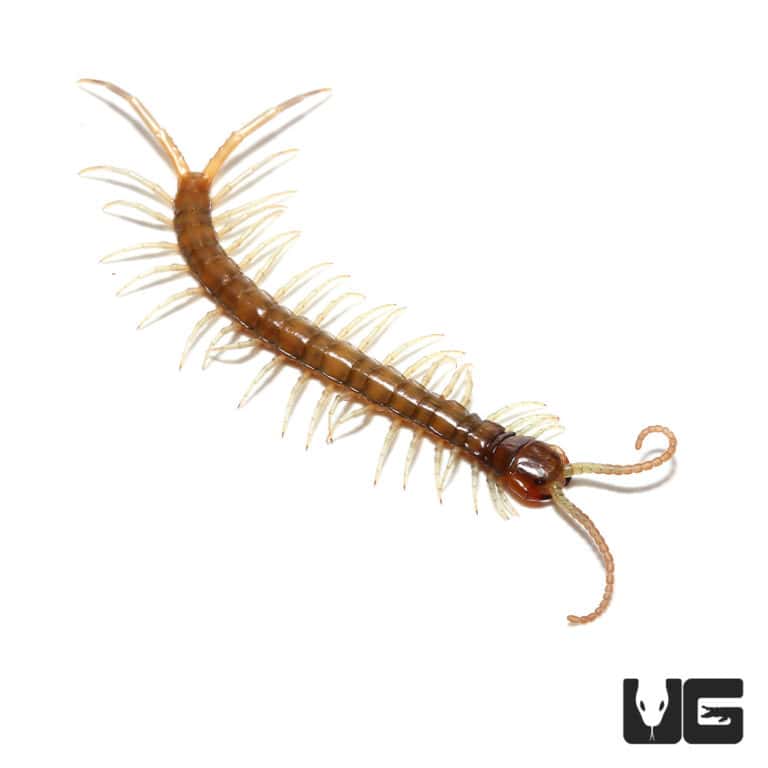 Solomon Island Giant Centipede for sale - Underground Reptiles