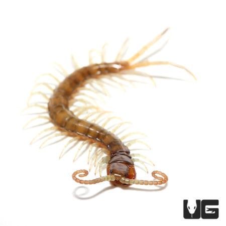 Solomon Island Giant Black Centipede (Ethmostigmus Rubripes Platycephalus) for sale - Underground Reptiles