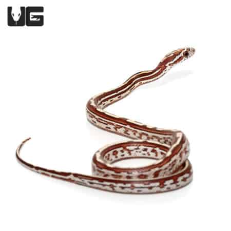 Baby Tessera Okeetee Cornsnakes (Pantherophis guttatus) For Sale - Underground Reptiles