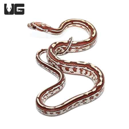 Baby Tessera Okeetee Cornsnakes (Pantherophis guttatus) For Sale - Underground Reptiles