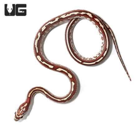 Baby Tessera Okeetee Cornsnakes (Pantherophis guttatus) For Sale - Underground Reptiles