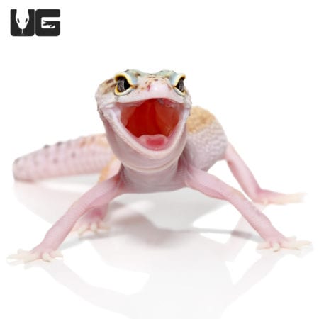 Female Bells Albino Snake Eyes Leopard Gecko (Eublepharis macularius) For Sale - Underground Reptiles