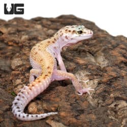 Female Bells Albino Snake Eyes Leopard Gecko (Eublepharis macularius) For Sale - Underground Reptiles
