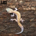 Female Bells Albino Snake Eyes Leopard Gecko (Eublepharis macularius) For Sale - Underground Reptiles