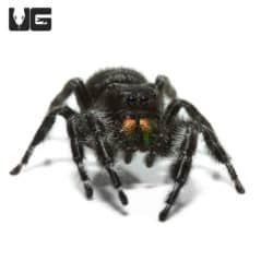 Baby Bold Jumping Spider (Phidippus audax) For Sale - Underground Reptiles