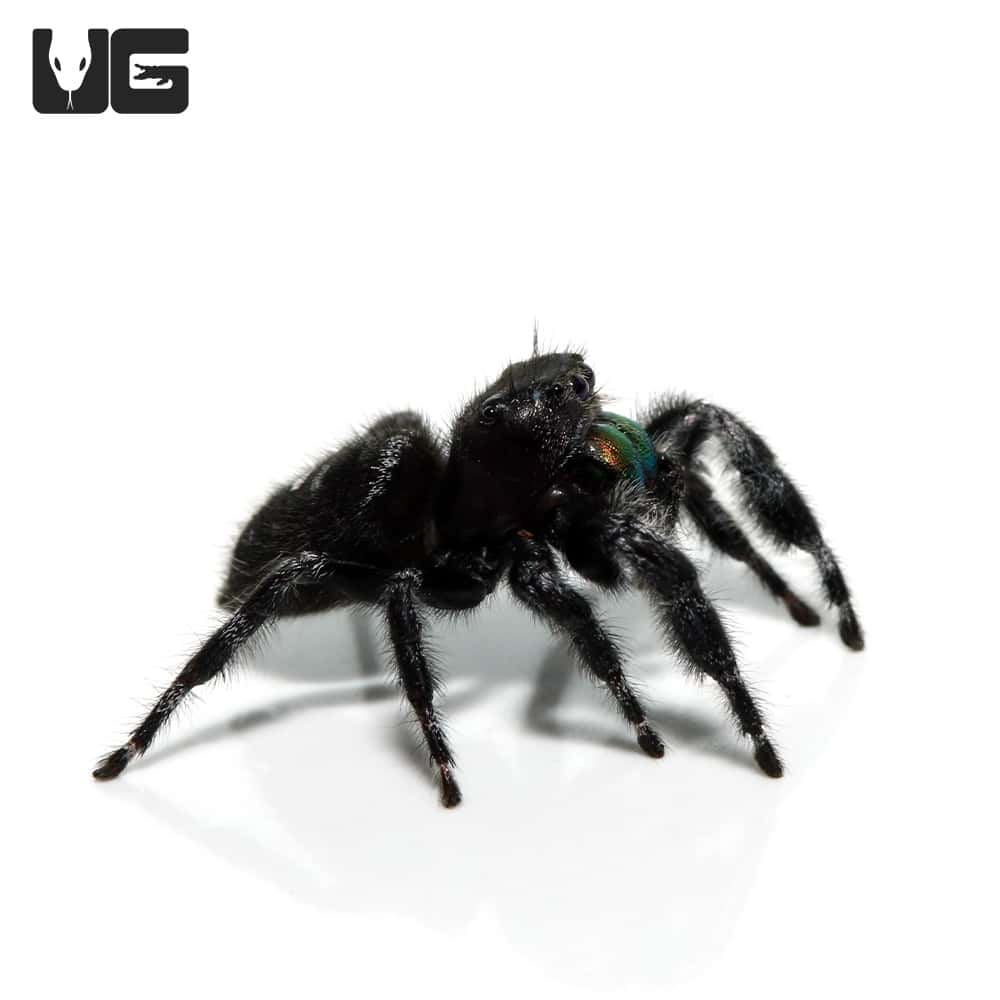 Bold Jumping Spider  Phidippus adax - 40% OFF