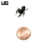 Baby Bold Jumping Spider (Phidippus audax) For Sale - Underground Reptiles