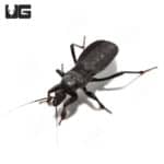Black Assassin Bug (Reduvius personatus) For Sale - Underground Reptiles