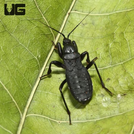Black Assassin Bug (Reduvius personatus) For Sale - Underground Reptiles