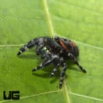 Bold Jumping Spider (Phidippus audax) For Sale - Underground Reptiles