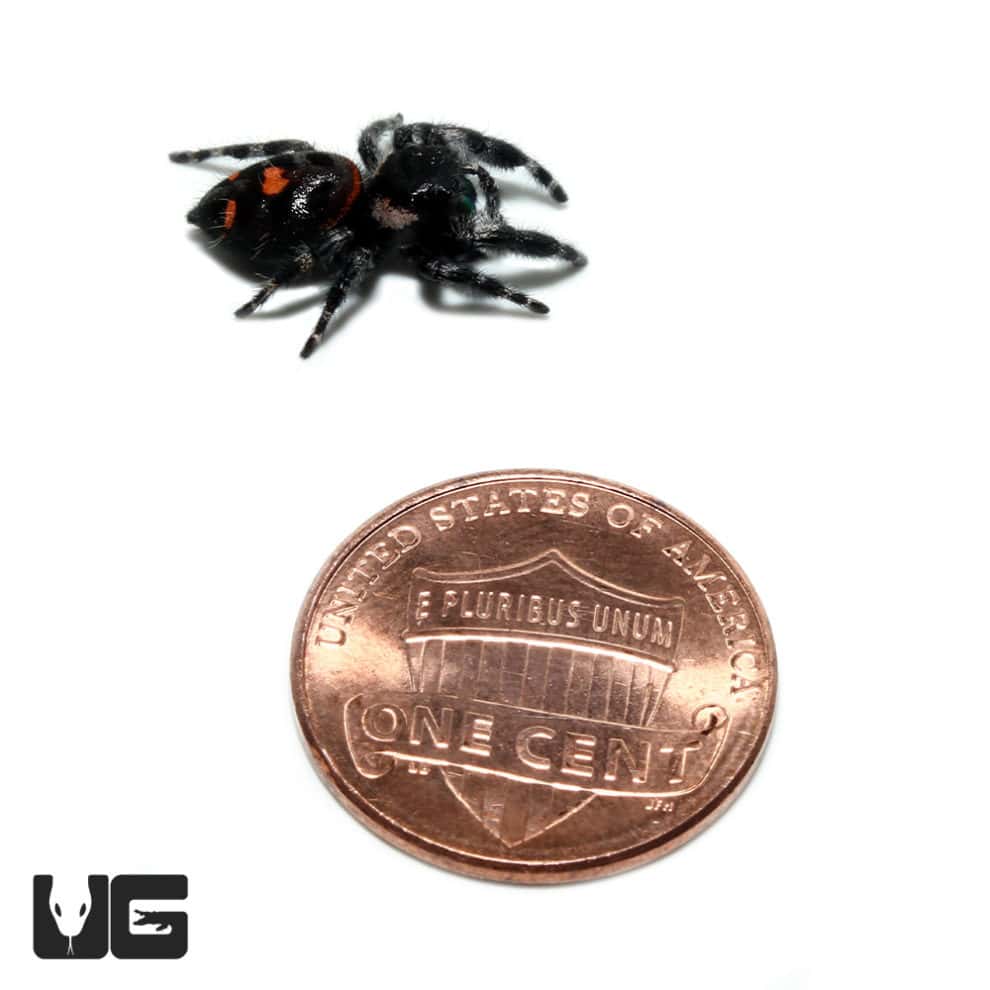 Bold Jumping Spider (Phidippus audax) For Sale Underground Reptiles